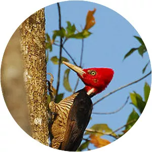 Pale-billed woodpecker