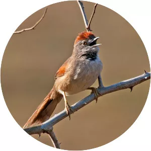 Pale-breasted spinetail