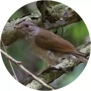 Pale-breasted thrush