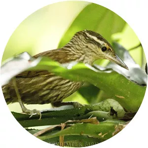 Pale-browed treehunter - Bird