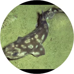 Pale catshark