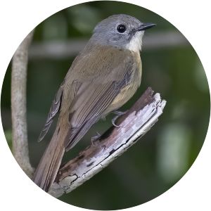 Pale-chinned blue flycatcher - Birds