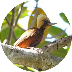 Pale-crested woodpecker
