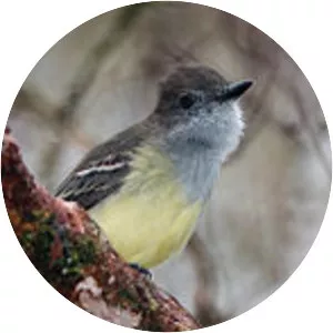 Pale-edged flycatcher