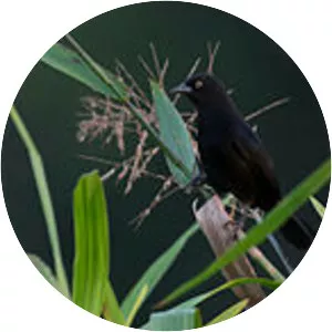 Pale-eyed blackbird - Bird