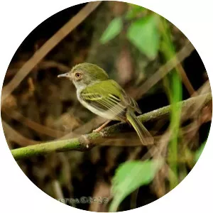 Pale-eyed pygmy tyrant - 