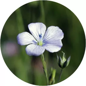Pale flax