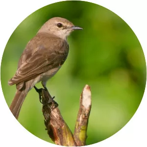 Pale flycatcher - 