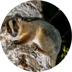 Pale fork-marked lemur - 