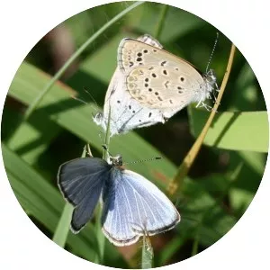 Pale grass blue