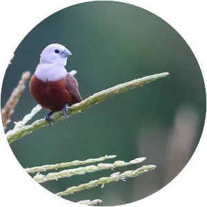 Pale-headed munia