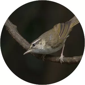 Pale-legged leaf warbler