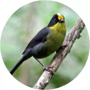 Pale-naped brush finch