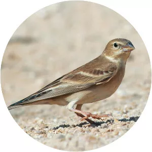 Pale rockfinch - Birds