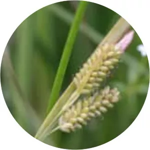Pale sedge - 