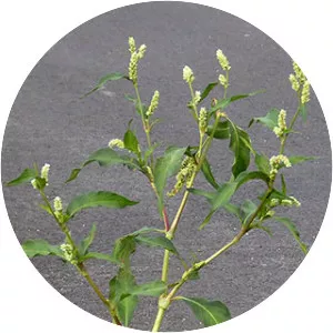 Pale smartweed