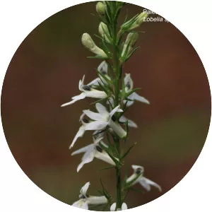 Pale spiked lobelia - 