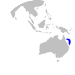 Pale spotted catshark