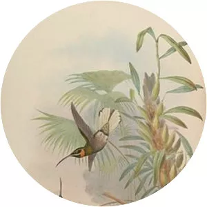 Pale-tailed barbthroat - Bird