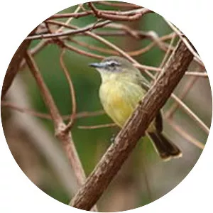 Pale-tipped inezia - Bird