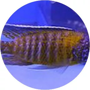 Pale Usisya aulonocara (Aulonocara . . .