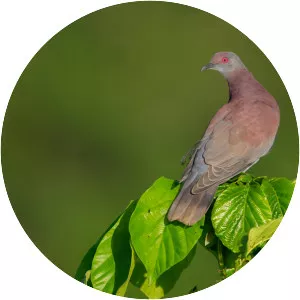 Pale-vented pigeon - Bird