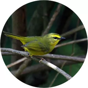 Pale-legged warbler