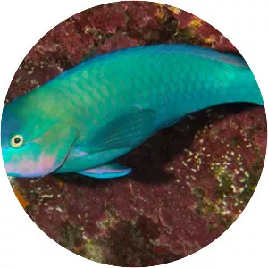 Palenose Parrotfish - Fish