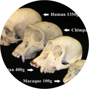 Paleoneurobiology photograph