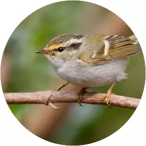 Pallas's leaf warbler