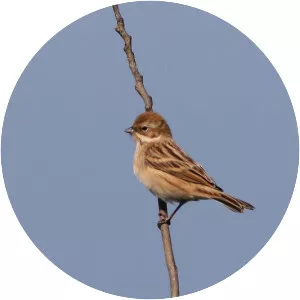 Pallas's reed bunting