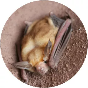 Pallid bat