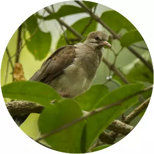 Pallid dove