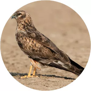 Pallid harrier