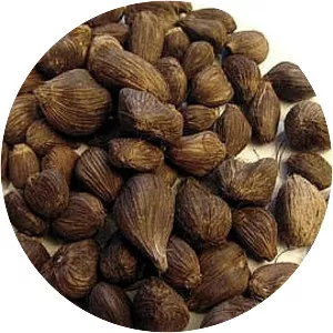 Palm kernel - 