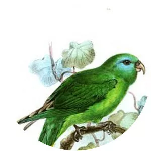 Palm lorikeet - Bird