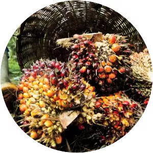 Palm oil - Edible oil