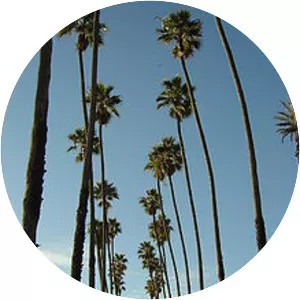 Palm trees photograph