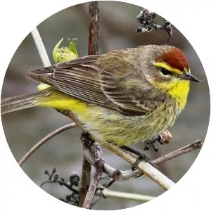 Palm warbler - Bird