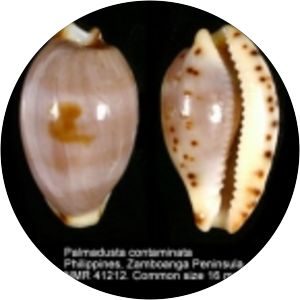 Palmadusta contaminata - 