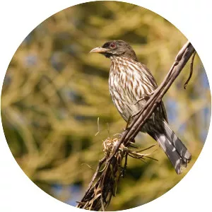 Palmchat