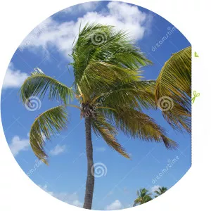 Palmera Tropical