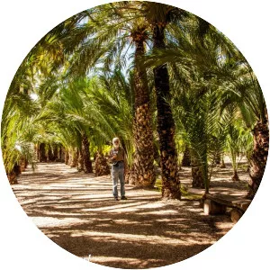 Palmeral of Elche - 