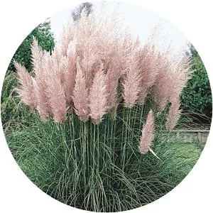 Pampas grass