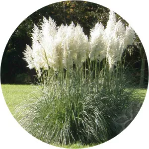 Pampas grasses
