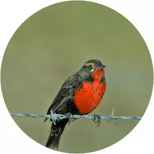 Pampas meadowlark - Bird