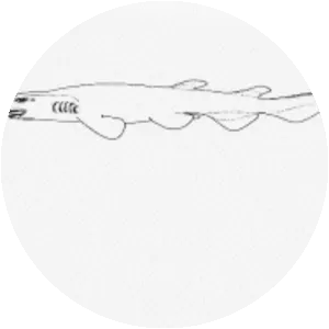 Panama ghost catshark - Sharks