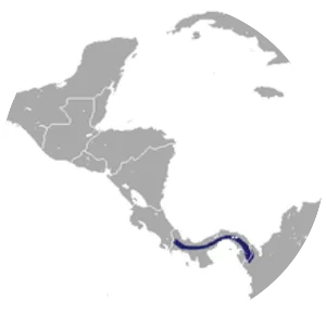 Panama slender opossum - Animal