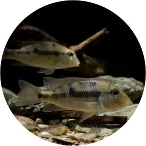 Panamanian eartheater