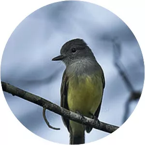 Panamanian flycatcher